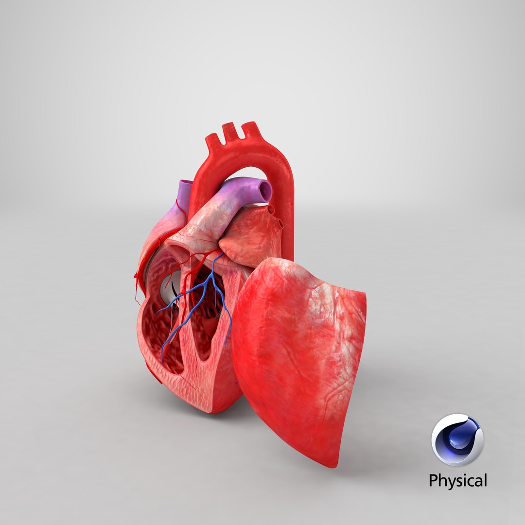 3D Human Heart Anatomy with Cross Section https://p.turbosquid.com/ts-thumb/PW/crR9po/A7/stemcell_cinema_4d_physical_render/png/1624192474/1920x1080/fit_q87/bd21d83a9b60483a0743bb3320c064b7ec3e5679/stemcell_cinema_4d_physical_render.jpg