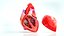 Human Heart Anatomy with Cross Section
