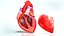 Human Heart Anatomy with Cross Section