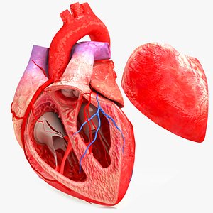 Human Heart Anatomy with Cross Section