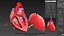 Human Heart Anatomy with Cross Section