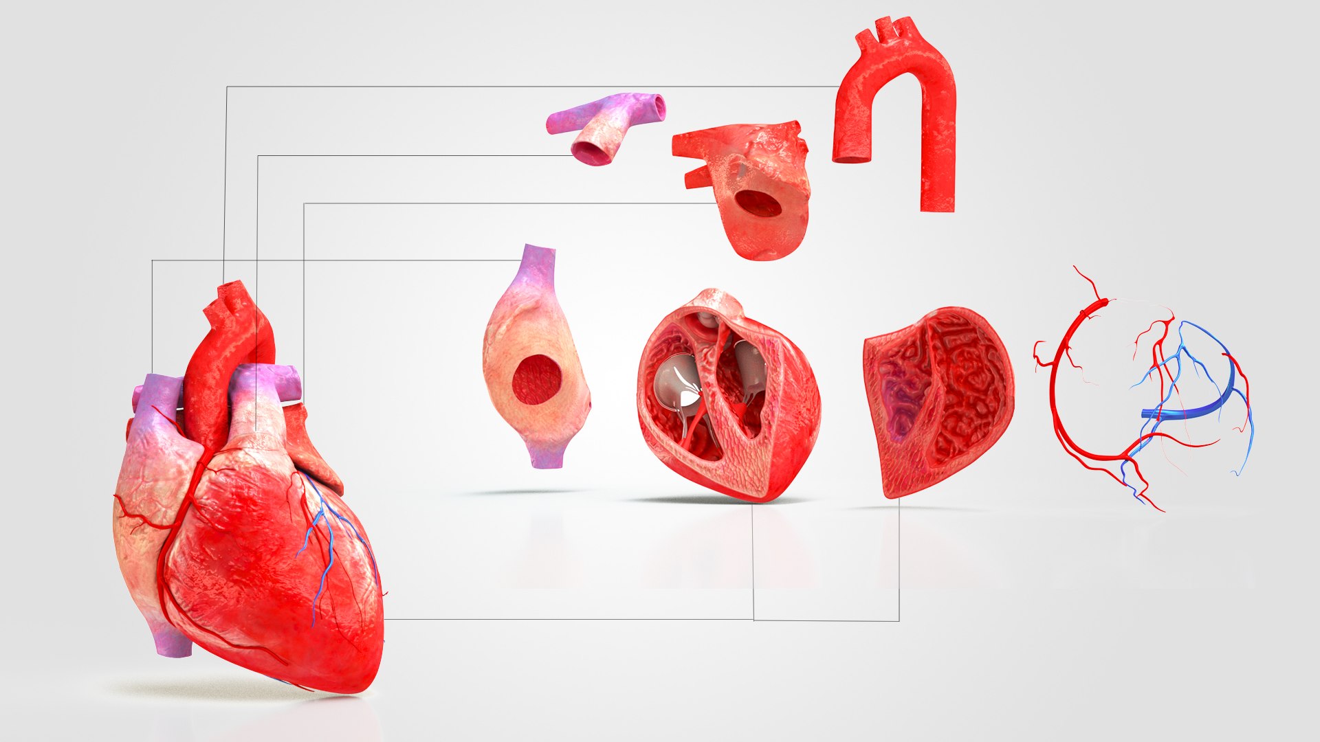 3D Human Heart Anatomy with Cross Section https://p.turbosquid.com/ts-thumb/PW/crR9po/o9/info1/jpg/1622572404/1920x1080/fit_q87/2c150688a6c3525dcbf87cd199c2031d43f8de0b/info1.jpg