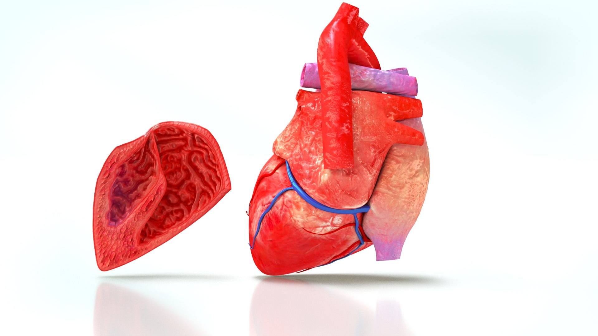 3D Human Heart Anatomy with Cross Section https://p.turbosquid.com/ts-thumb/PW/crR9po/sh/humanheartanatomy0002/jpg/1622572238/1920x1080/fit_q87/e54f5b24d355c78aea29acdda92db2fe59d43519/humanheartanatomy0002.jpg