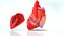 Human Heart Anatomy with Cross Section