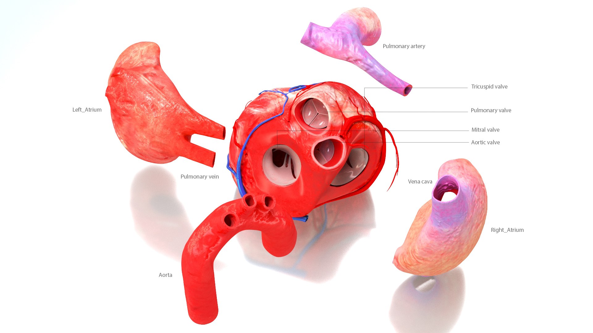3D Human Heart Anatomy with Cross Section https://p.turbosquid.com/ts-thumb/PW/crR9po/sq/humanheartanatomy_names/jpg/1622572238/1920x1080/fit_q87/f951c9e3793fd192e34b93cb03cd4089a84881b7/humanheartanatomy_names.jpg