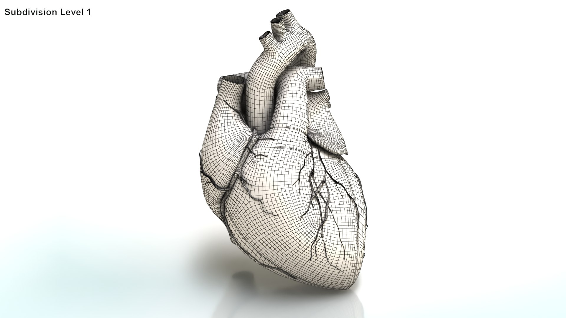3D Human Heart Anatomy with Cross Section https://p.turbosquid.com/ts-thumb/PW/crR9po/xA/wire_humanheartanatomy0004/jpg/1622579047/1920x1080/fit_q87/12062cb0114bd4daa8347ed692e06841dc1ec171/wire_humanheartanatomy0004.jpg