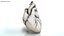 Human Heart Anatomy with Cross Section