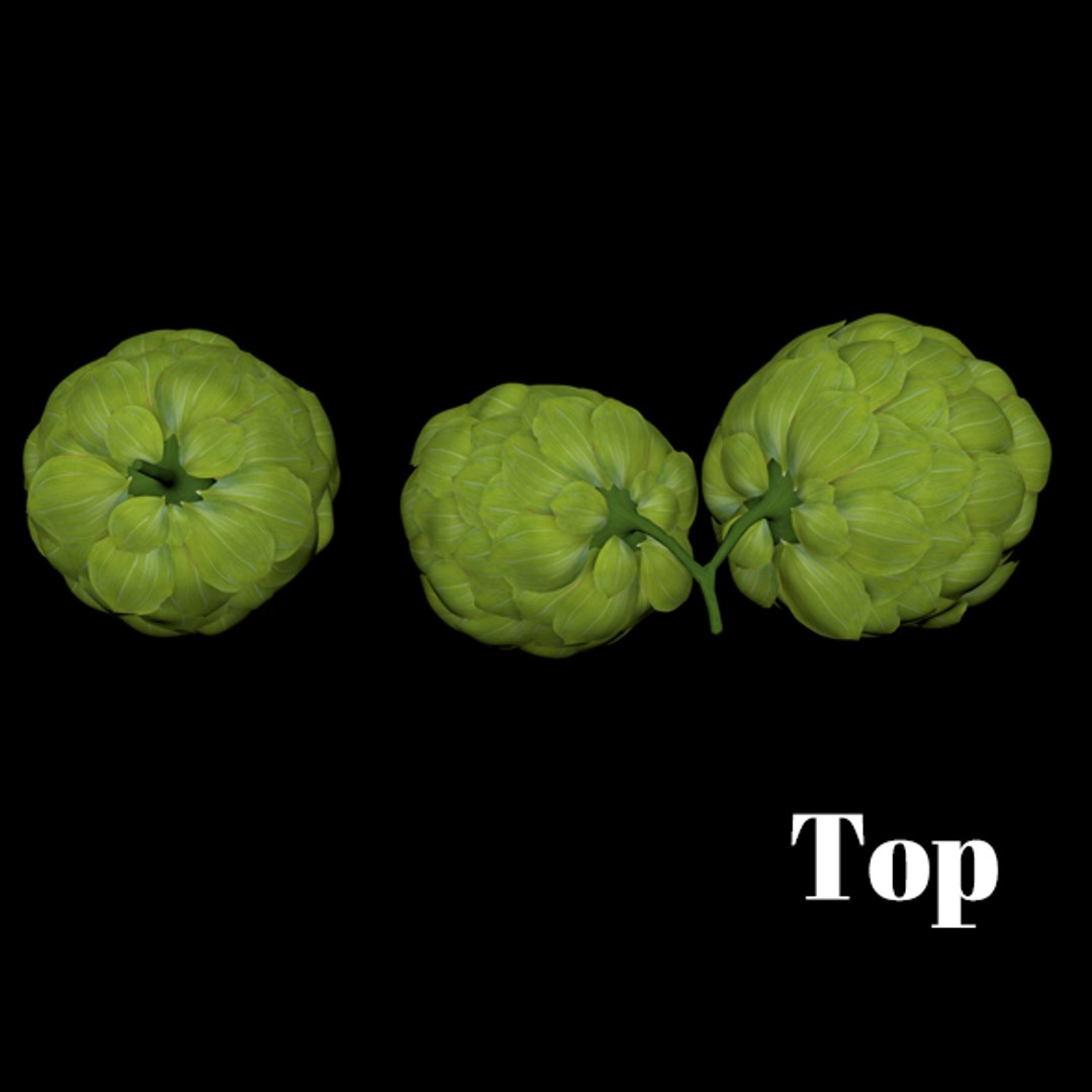 Hop Animation Model - TurboSquid 1684239