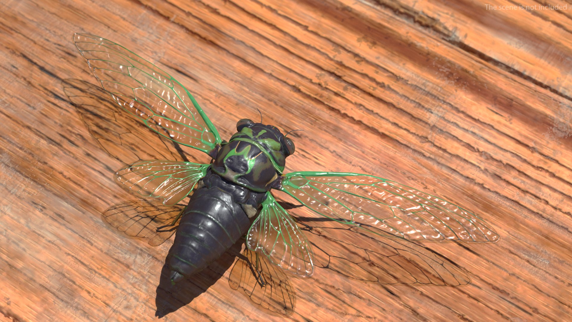 Cicada Rigged for Cinema 4D 3D model preview