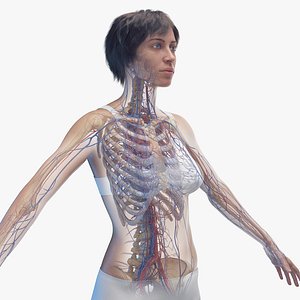 Human Female Body Skeleton and Vascular System Static model