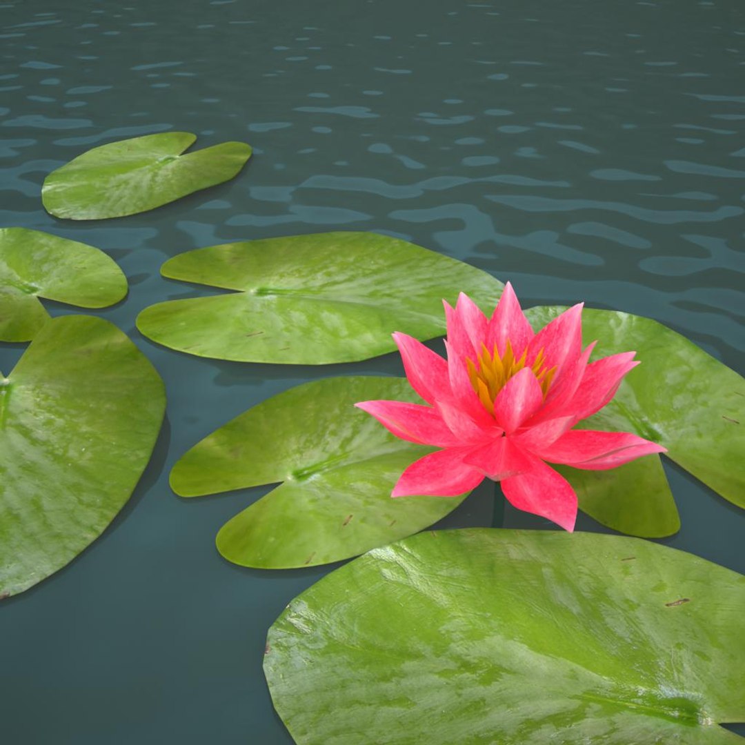 3ds Max Lily Water