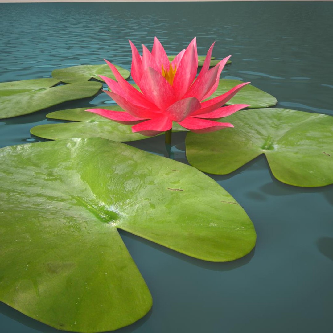 3ds Max Lily Water