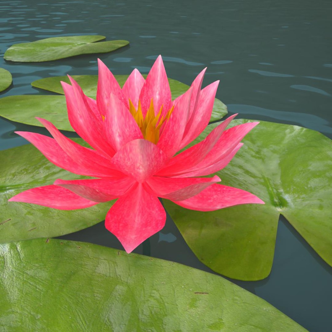 3ds Max Lily Water