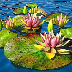 3d lily water pink v model