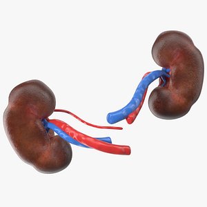 Child Kidney Anatomy