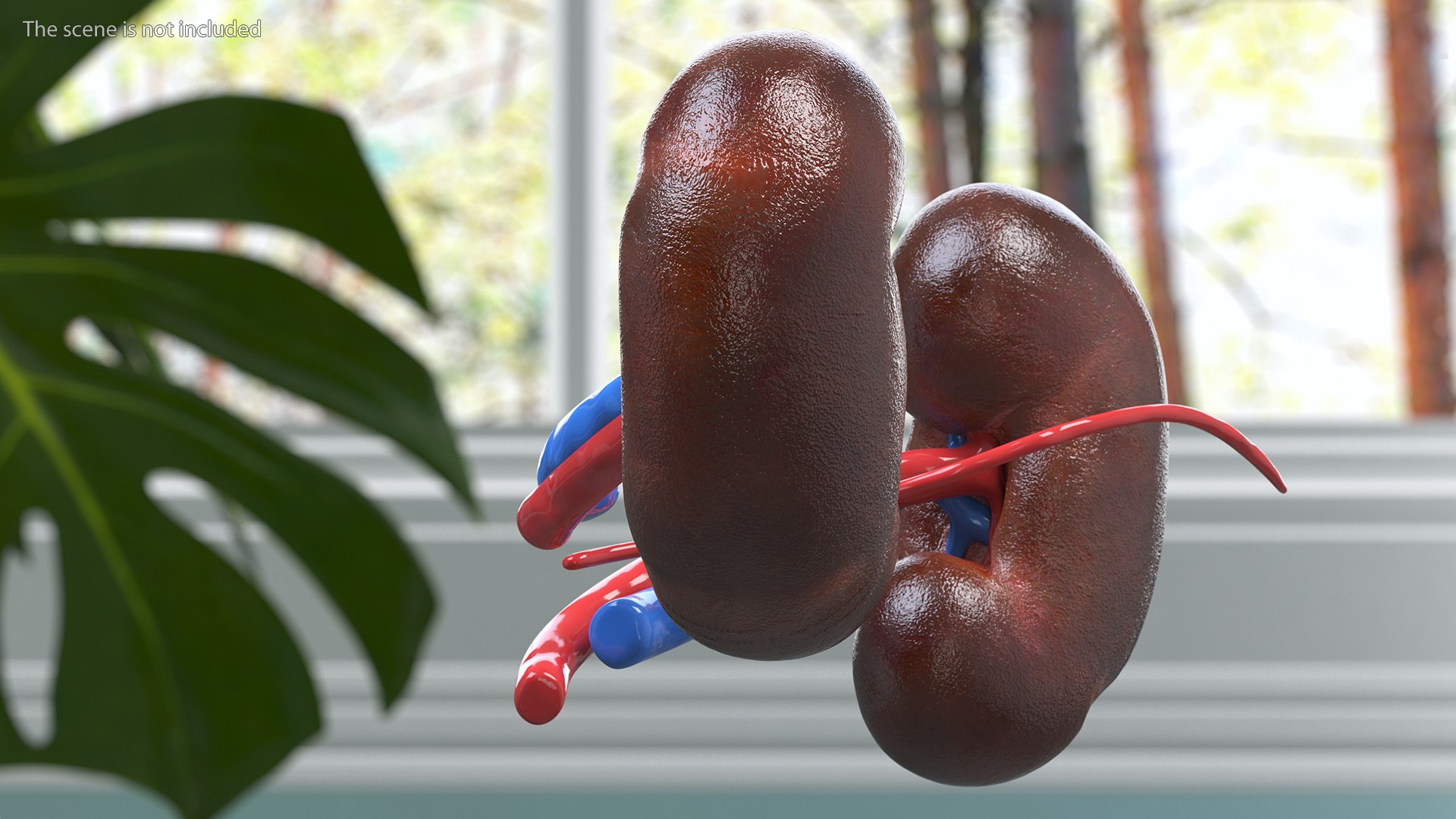 3D Child Kidney Anatomy model https://p.turbosquid.com/ts-thumb/PX/59QTiJ/IC/childkidneyanatomyvray3dmodel004/jpg/1639556675/1920x1080/fit_q87/4d5683aa9e76852dcc2dc3c5e5d8c3164676024a/childkidneyanatomyvray3dmodel004.jpg