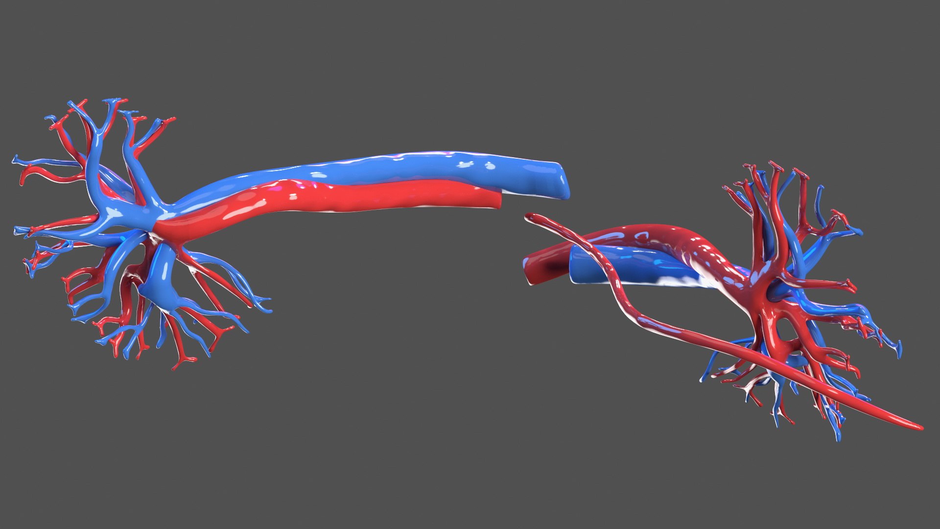 3D Child Kidney Anatomy model https://p.turbosquid.com/ts-thumb/PX/59QTiJ/U0/childkidneyanatomyvray3dmodel007/jpg/1639556684/1920x1080/fit_q87/c401f312557fe321c0d7b174f4fe1a8c6fc44479/childkidneyanatomyvray3dmodel007.jpg