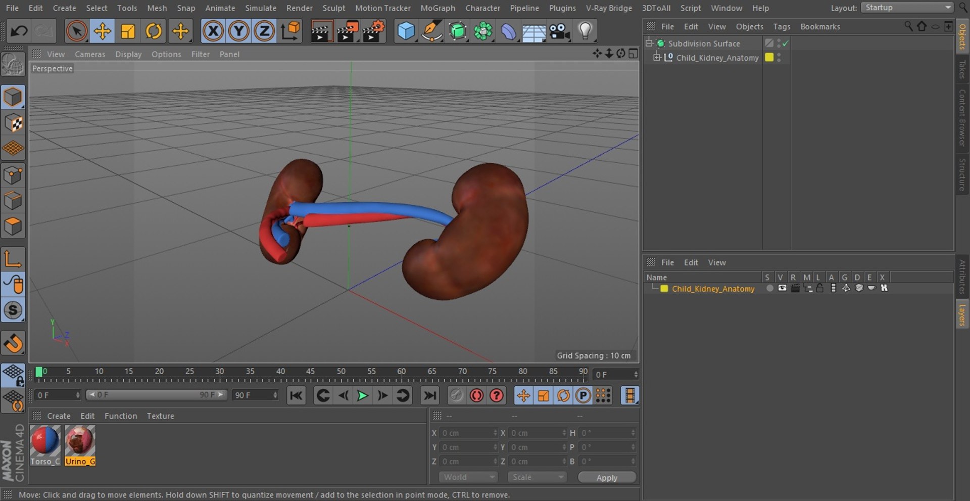 3D Child Kidney Anatomy model https://p.turbosquid.com/ts-thumb/PX/59QTiJ/eY/childkidneyanatomyvray3dmodel025/jpg/1639556737/1920x1080/fit_q87/2e2dbd6b3607b53a43449fe881b7ea3f3cc0b779/childkidneyanatomyvray3dmodel025.jpg