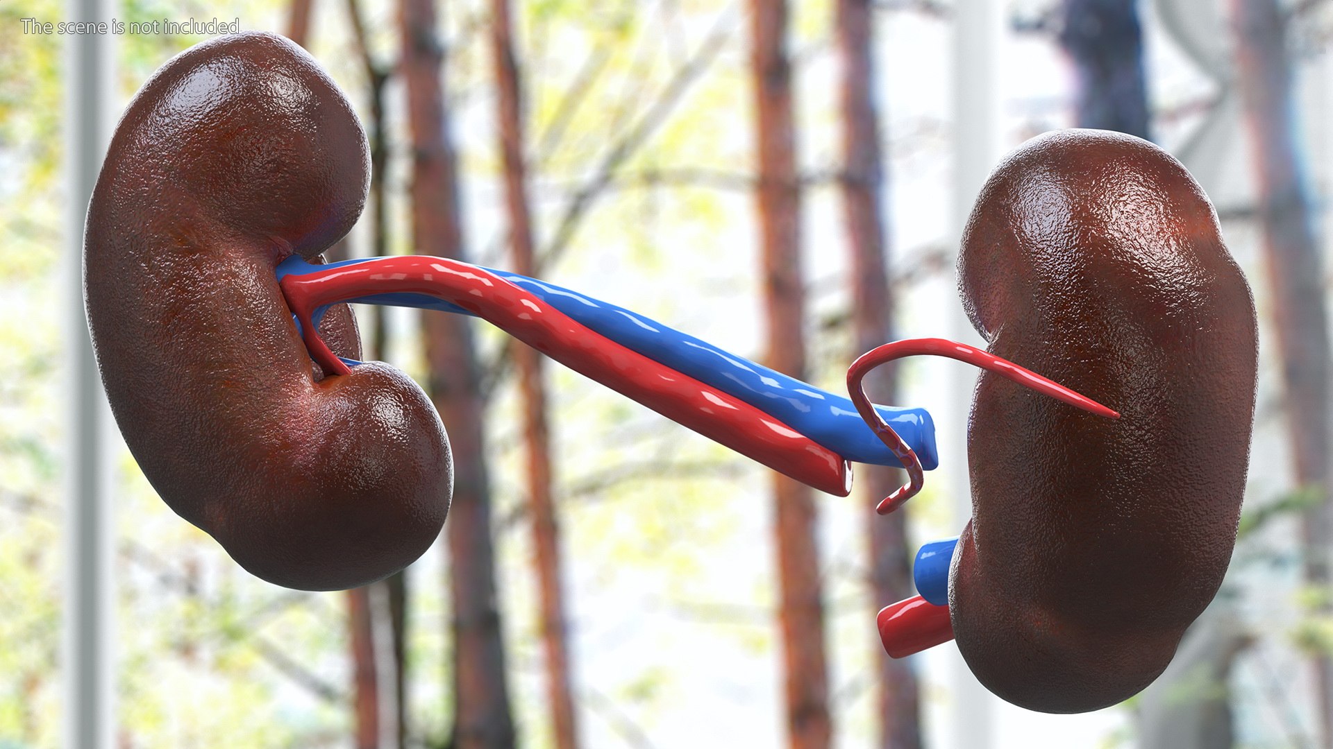 3D Child Kidney Anatomy model https://p.turbosquid.com/ts-thumb/PX/59QTiJ/lC/childkidneyanatomyvray3dmodel003/jpg/1639556673/1920x1080/fit_q87/f96d9f9becd9a3f84bd8dc1db34aae1f189e9d06/childkidneyanatomyvray3dmodel003.jpg