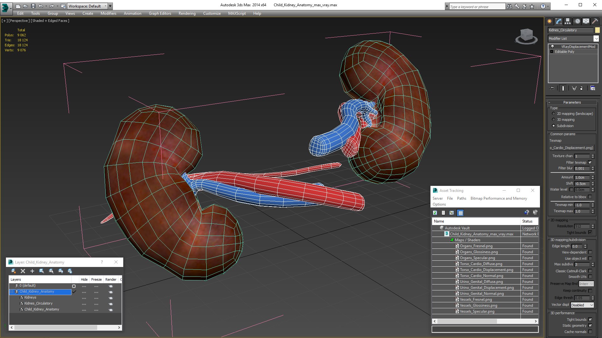 3D Child Kidney Anatomy model https://p.turbosquid.com/ts-thumb/PX/59QTiJ/nx/childkidneyanatomyvray3dmodel021/jpg/1639556728/1920x1080/fit_q87/33555100fd293cd6870c67e91441ffb970a74738/childkidneyanatomyvray3dmodel021.jpg
