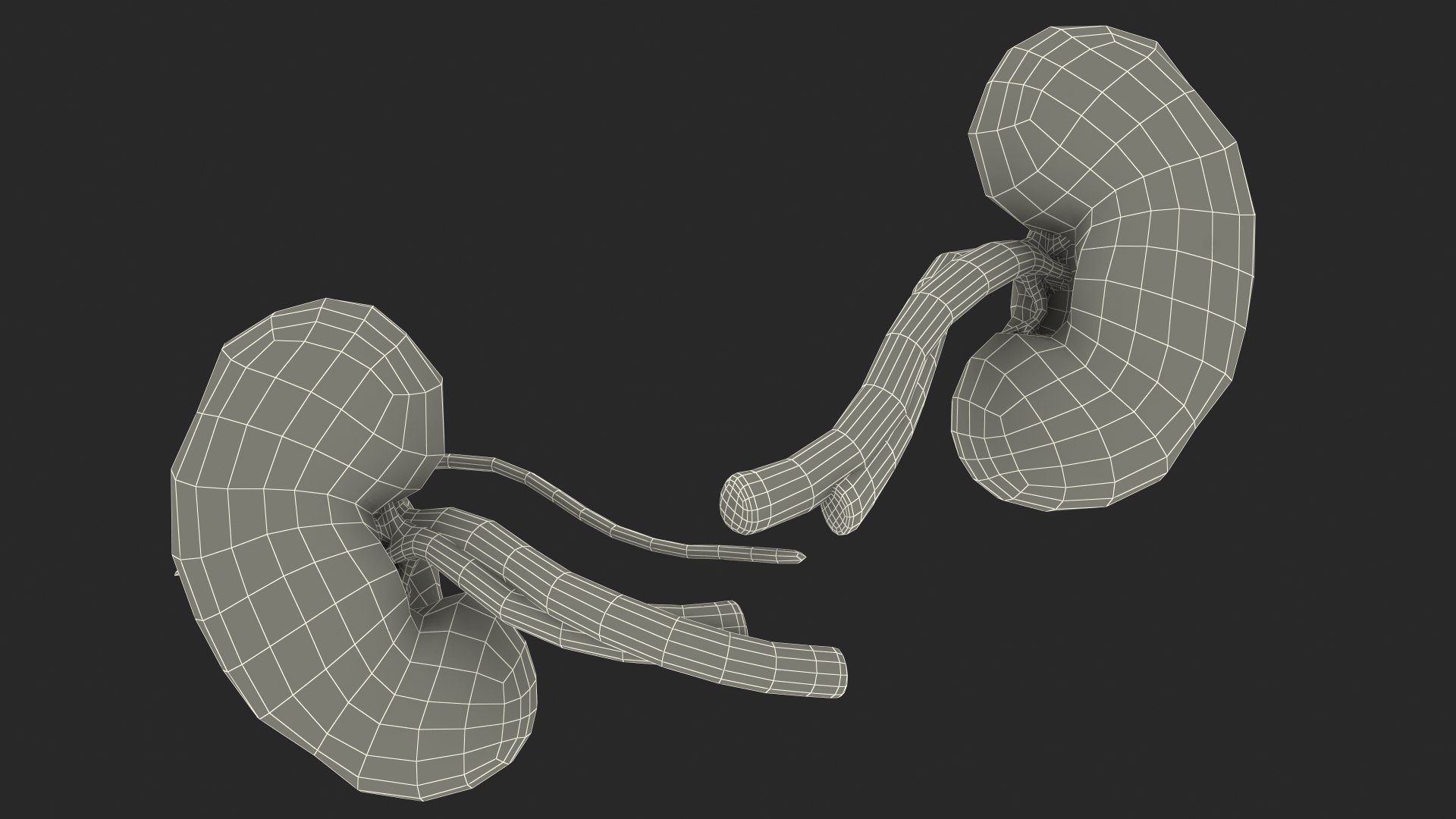 3D Child Kidney Anatomy model https://p.turbosquid.com/ts-thumb/PX/59QTiJ/uB/childkidneyanatomyvray3dmodel026/jpg/1639556739/1920x1080/fit_q87/a8a2a388845691be7279a655b7233490c4c5e28c/childkidneyanatomyvray3dmodel026.jpg