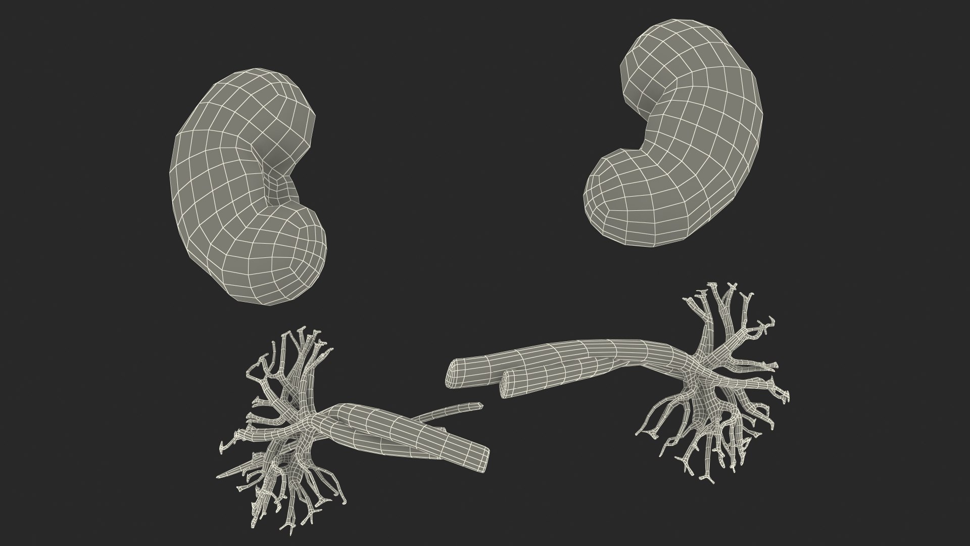 3D Child Kidney Anatomy model https://p.turbosquid.com/ts-thumb/PX/59QTiJ/uE/childkidneyanatomyvray3dmodel031/jpg/1639556754/1920x1080/fit_q87/a12d77c1b6366de8f3dd00e9be4cc3a68ca216e0/childkidneyanatomyvray3dmodel031.jpg