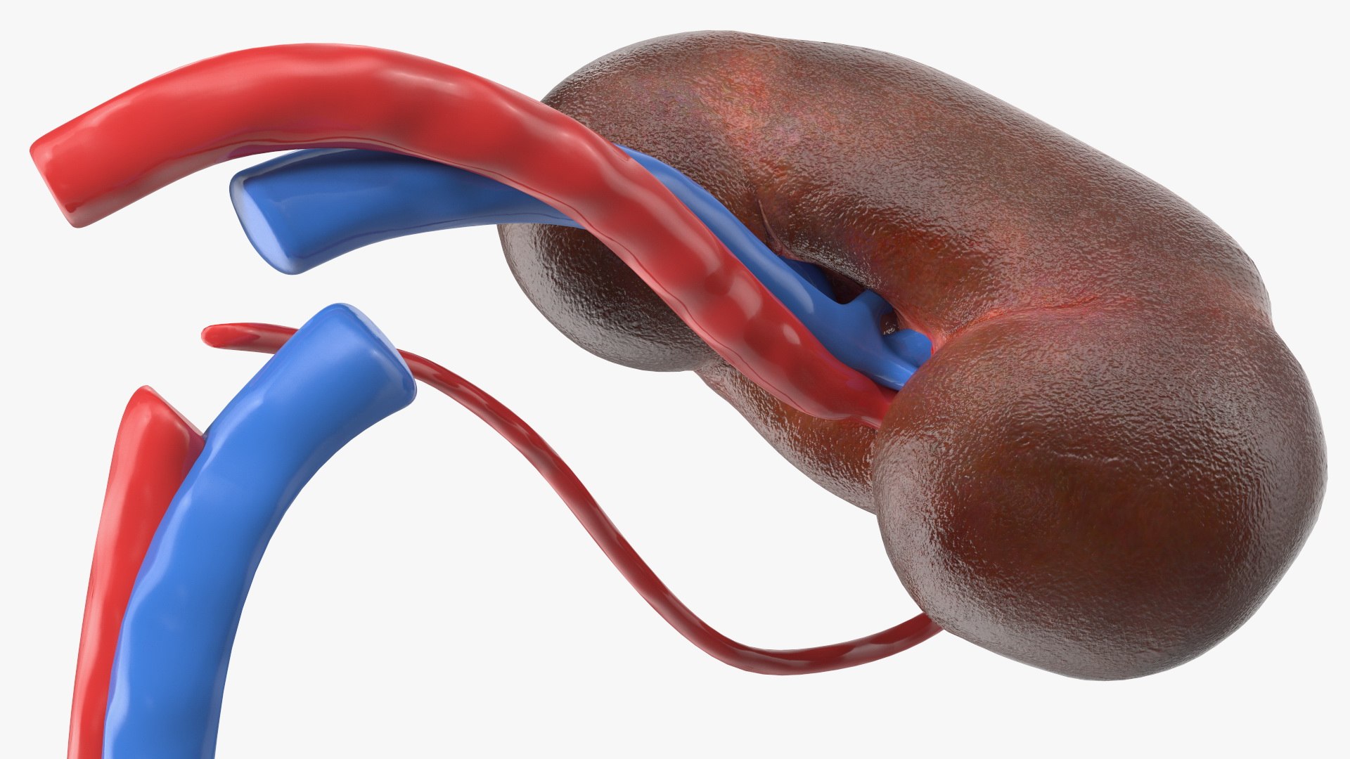 3D Child Kidney Anatomy model https://p.turbosquid.com/ts-thumb/PX/59QTiJ/x3/childkidneyanatomyvray3dmodel013/jpg/1639556702/1920x1080/fit_q87/da7c926182fc6238fc03e70208e605fd11d44f19/childkidneyanatomyvray3dmodel013.jpg