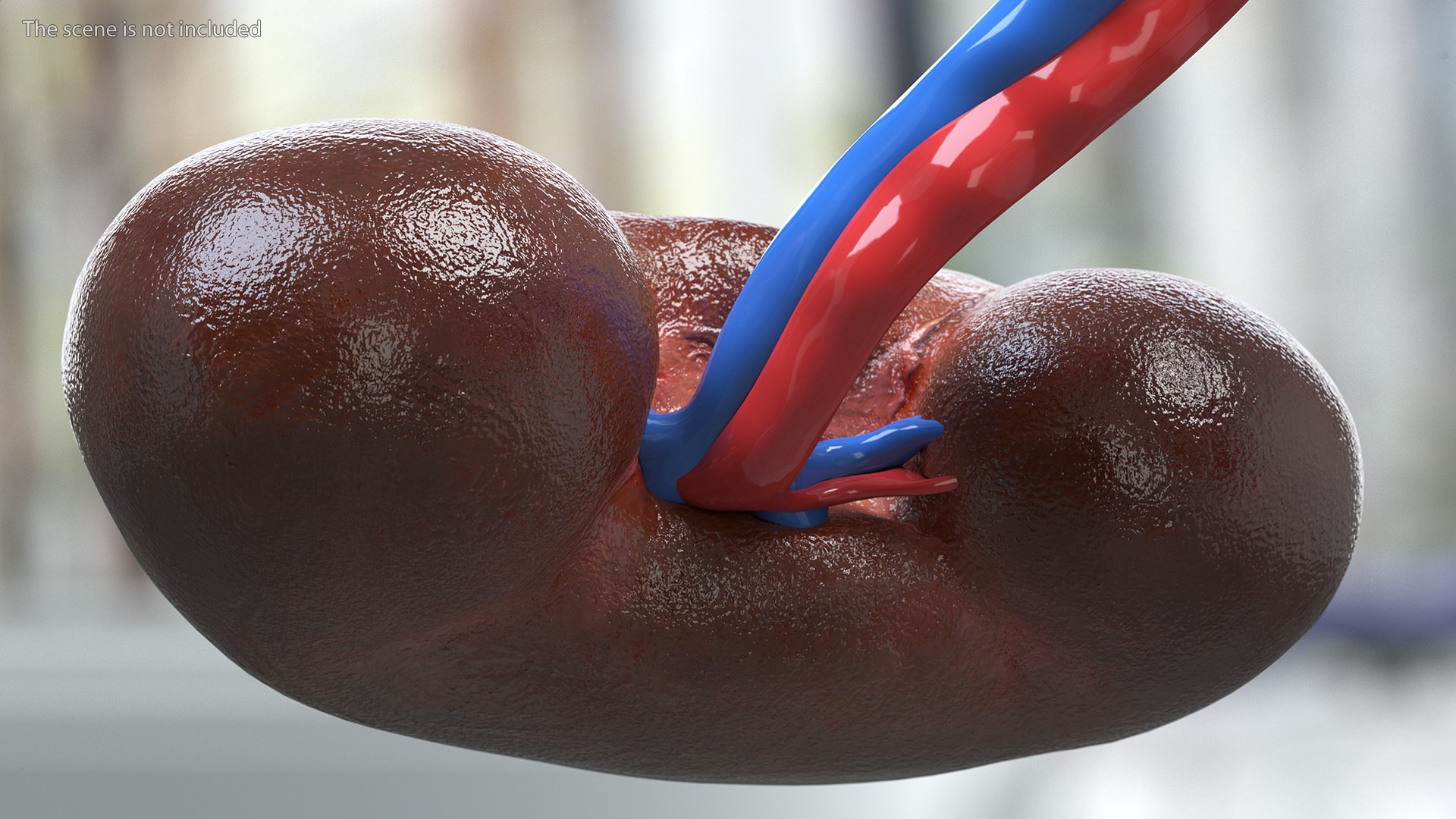 3D Child Kidney Anatomy model https://p.turbosquid.com/ts-thumb/PX/59QTiJ/yl/childkidneyanatomyvray3dmodel005/jpg/1639556679/1920x1080/fit_q87/1f0692ab3d4dadac65ab141b0ad074943a879e0a/childkidneyanatomyvray3dmodel005.jpg