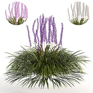 Evergreen Blue Lily Turf 3D