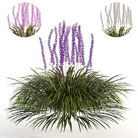 Evergreen Blue Lily Turf