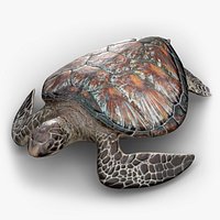 Green Sea Turtle