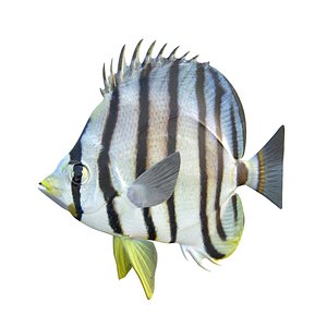 3D Eight Banded Butterflyfish