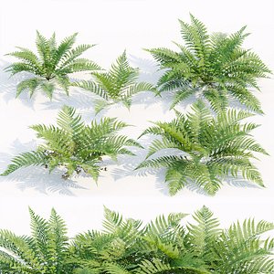 ferns collection vol 104-3dmodel