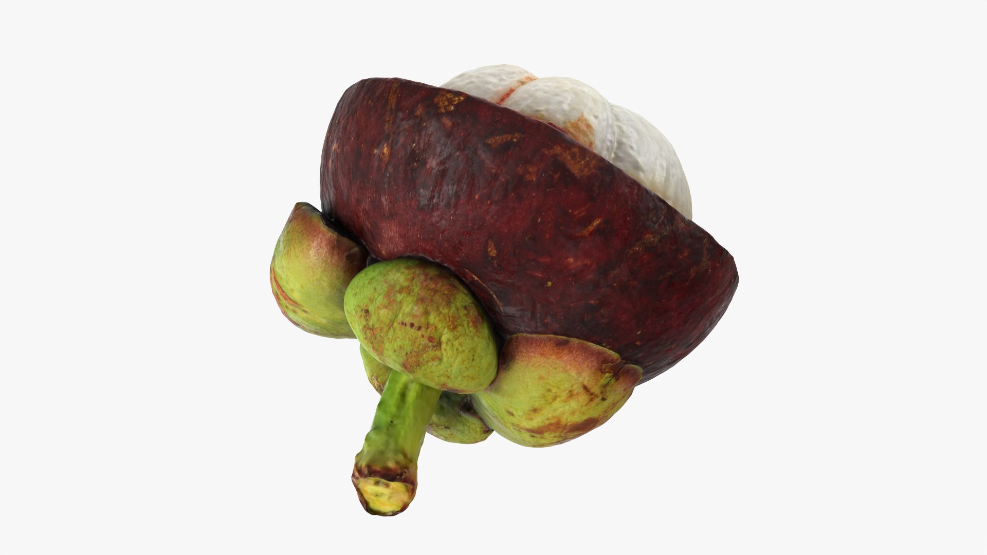 Half Mangosteen 01 3D model https://p.turbosquid.com/ts-thumb/PX/IBEadJ/Y7/mangosteencut01_0011/png/1766240737/1920x1080/fit_q87/6089eaf362eed66881f9386e39daaebef2ece760/mangosteencut01_0011.jpg