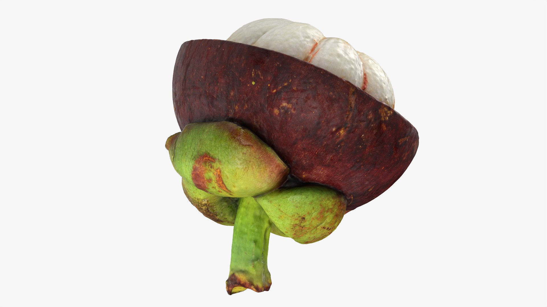 Half Mangosteen 01 3D model https://p.turbosquid.com/ts-thumb/PX/IBEadJ/pb/mangosteencut01_0009/png/1766240731/1920x1080/fit_q87/ab410d7eb48740ae8257f6e06ef7215dfc69c278/mangosteencut01_0009.jpg