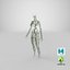 3D model female lymphatic anatomy
