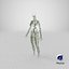 3D model female lymphatic anatomy