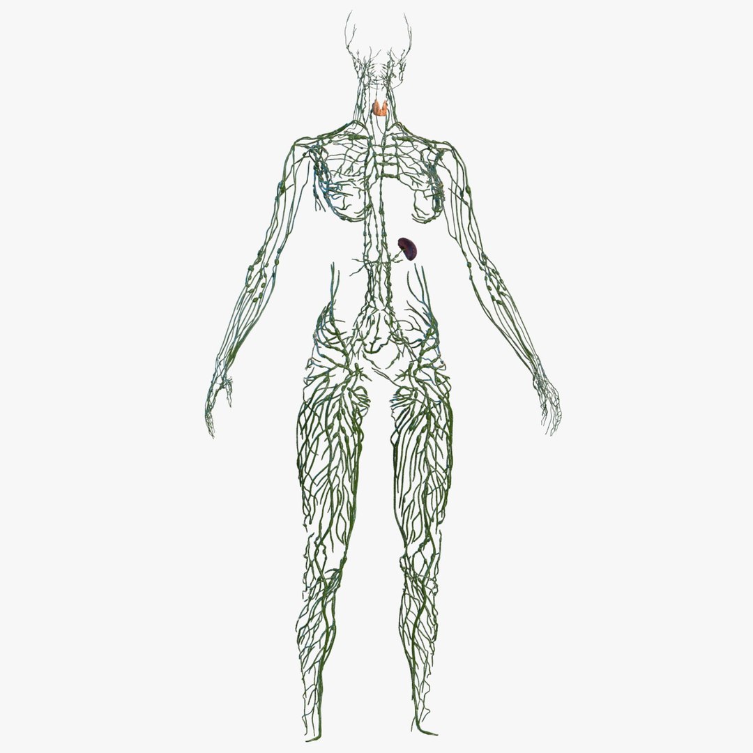 Female Lymphatic System Anatomy 3D model preview
