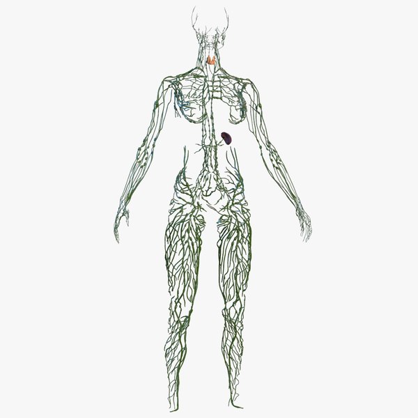 3D model female lymphatic anatomy