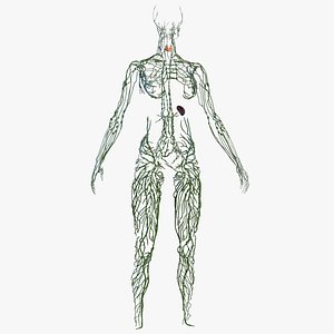 Female Lymphatic System Anatomy