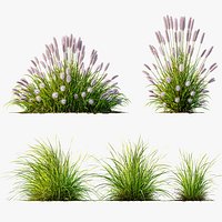 AV 6 different Grasses Pennisetum Alopecuroides Lampenputzergras Fountain Hameln and Carex Elata Aur