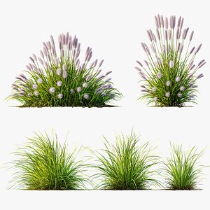 AV 6 different Grasses Pennisetum Alopecuroides Lampenputzergras Fountain Hameln and Carex Elata Aur