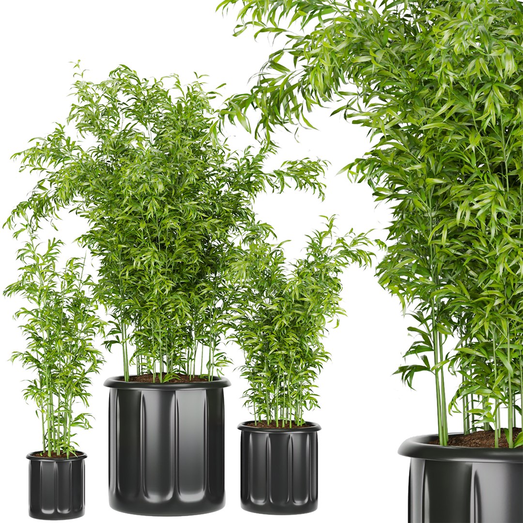 Collection plant vol 96 - bamboo 3D model https://p.turbosquid.com/ts-thumb/PX/VniJd1/9z/1/jpg/1648457670/1920x1080/fit_q87/4d0c945f9609b24f6e911ca35c1270d33f0a6875/1.jpg