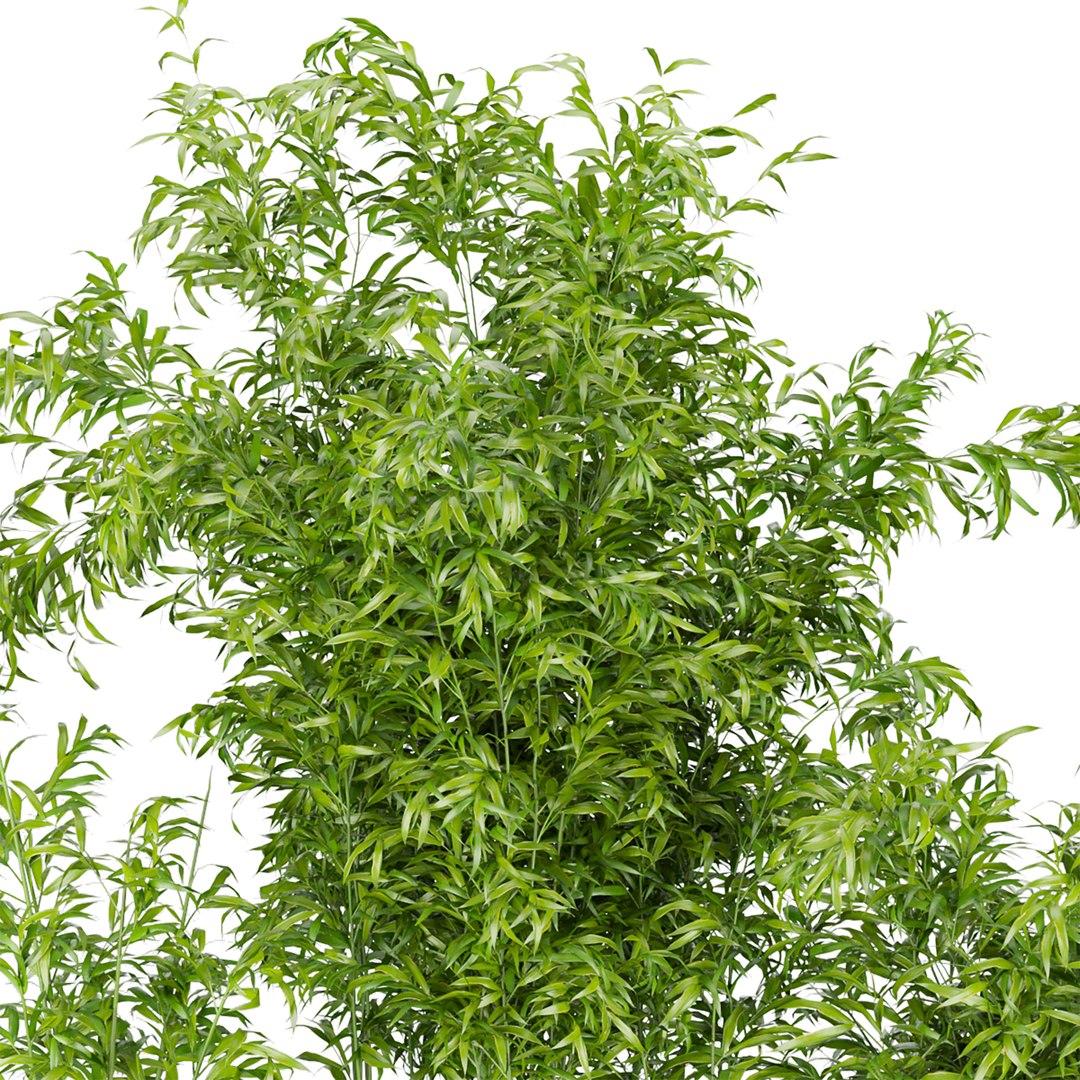 Collection plant vol 96 - bamboo 3D model https://p.turbosquid.com/ts-thumb/PX/VniJd1/Dl/3/jpg/1648457709/1920x1080/fit_q87/c6a37271ef19c0c92c47637d3d3a6a76370ae45e/3.jpg