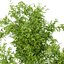 Pianta da collezione vol 96 - bambù