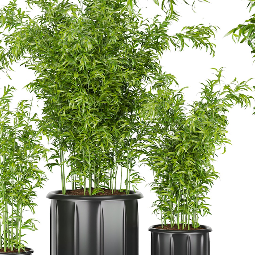 Collection plant vol 96 - bamboo 3D model https://p.turbosquid.com/ts-thumb/PX/VniJd1/q4/2/jpg/1648457734/1920x1080/fit_q87/07b63ec4628490afc5ee4cacb8584a12b085f5f4/2.jpg