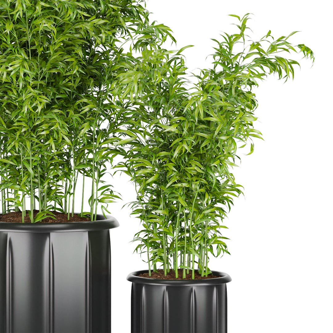 Collection plant vol 96 - bamboo 3D model https://p.turbosquid.com/ts-thumb/PX/VniJd1/ra/4/jpg/1648457693/1920x1080/fit_q87/046b9199fb630bcf9df5831dd56e7035db898feb/4.jpg