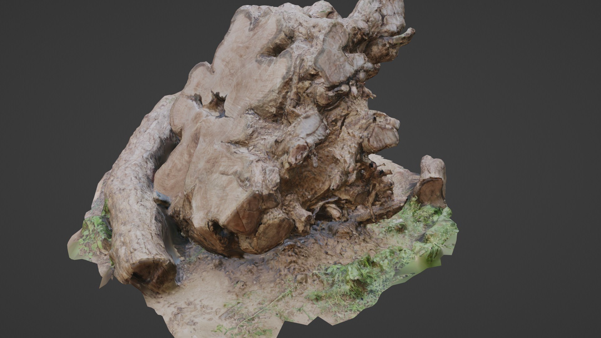 3D Cutted Trunk Roots - TurboSquid 2329434