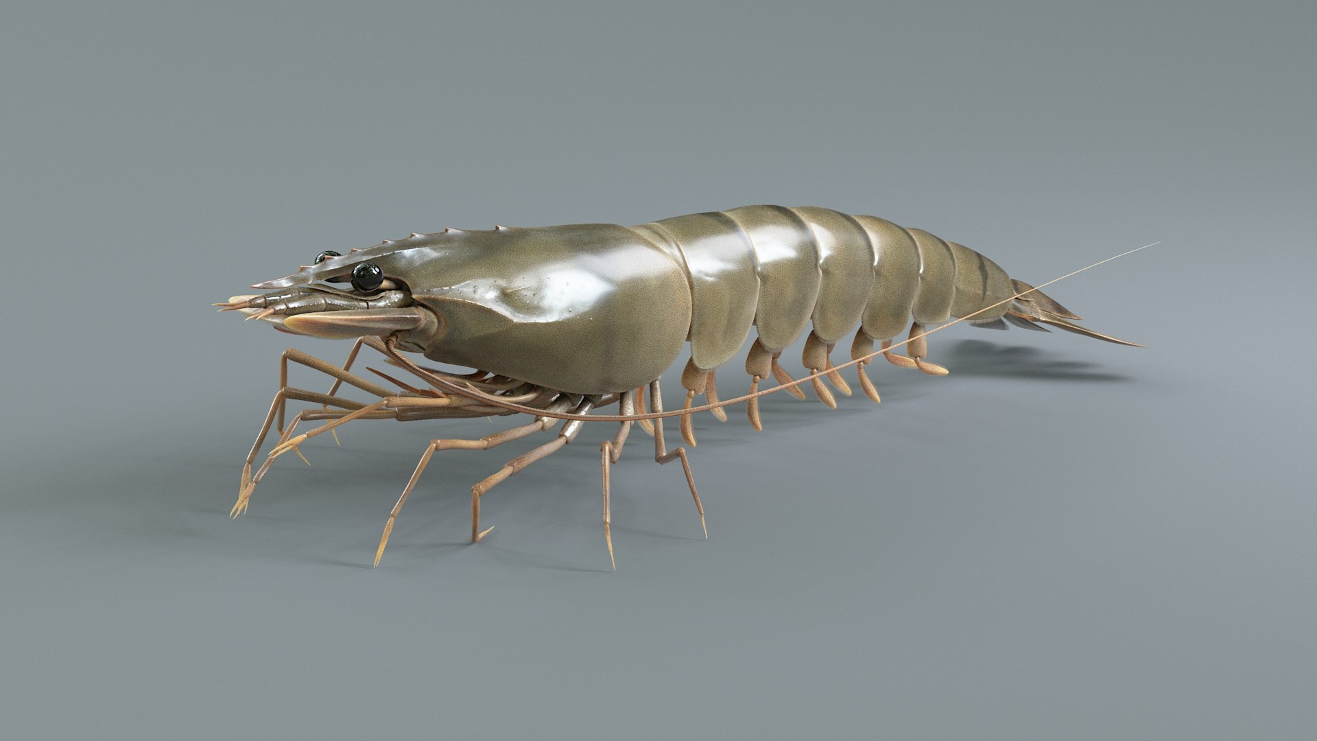 3D Marine Crustaceans Bundle Rigged https://p.turbosquid.com/ts-thumb/PX/Zkslqa/2u/shrimp_08/jpg/1775822371/1920x1080/fit_q87/0d6eb5bc13774860734ed88e432e312ed040e13d/shrimp_08.jpg