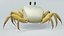 Crostacei marini in fascio